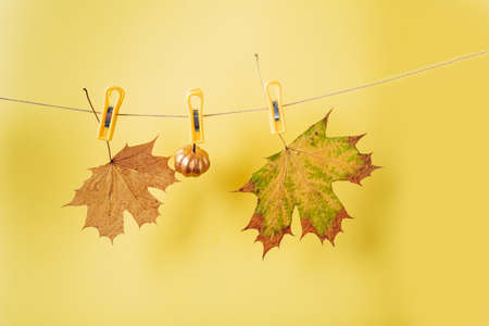 Yellow maple leaves pinned on a rope on a yellow backgroundの写真素材