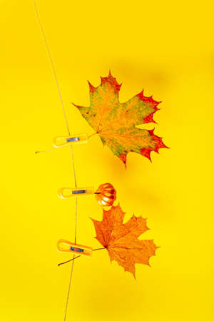 Yellow maple leaves pinned on a rope on a yellow backgroundの写真素材