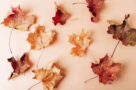 Dry autumn maple leaves on a soft pink background