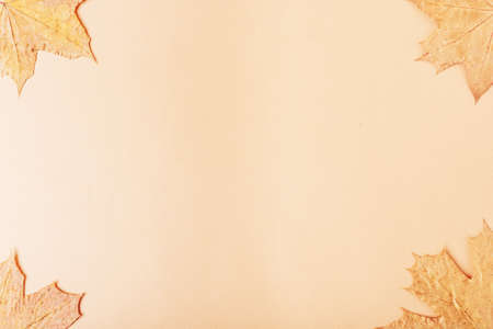Dry autumn maple leaves on a soft pink background