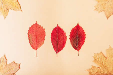 Dry autumn maple leaves on a soft pink backgroundの写真素材