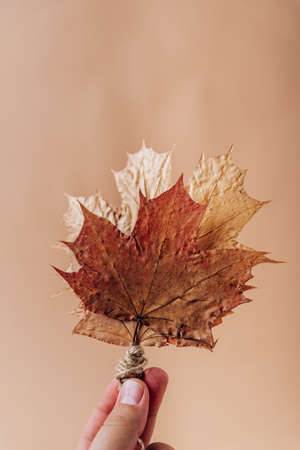 Dry autumn maple leaves on a soft pink background