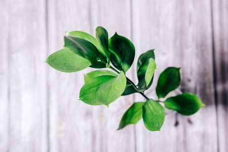 Green deciduous plant on a wooden surface top viewの写真素材
