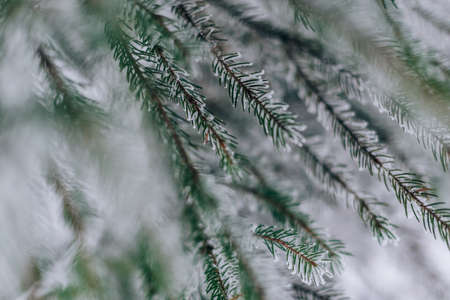 Frozen in frost and snow spruce branchの写真素材