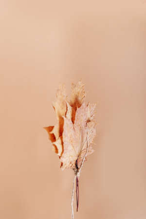 Dry autumn maple leaves on a soft pink background 1の写真素材