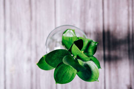 Green deciduous plant on a wooden surface top viewの写真素材