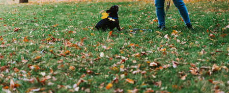 Cute French bulldog outdoors in the Park in autumn