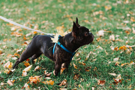 Cute French bulldog outdoors in the Park in autumn