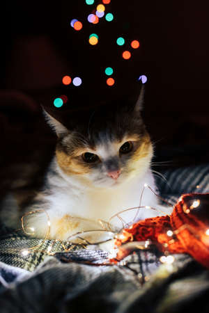 Cute red and white cat with Christmas lightsの写真素材