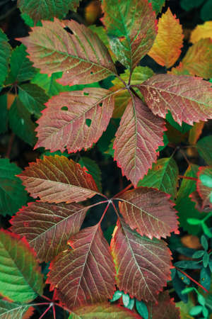 Pattern of red autumn leaves close up