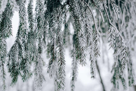 Frozen in frost and snow spruce branchの写真素材
