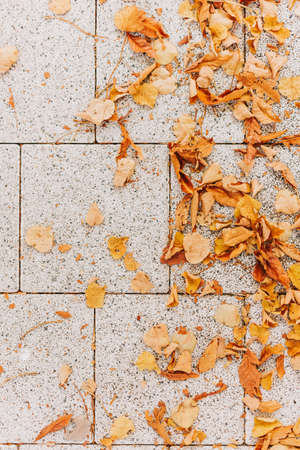 Gray stone pavement texture. Paving stones with yellow autumn leavesの写真素材