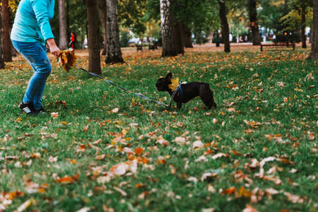 Cute French bulldog outdoors in the Park in autumnの写真素材