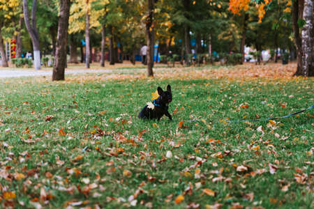 Cute French bulldog outdoors in the Park in autumnの写真素材