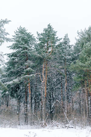 Winter landscape with beautiful trees covered with snow and frost in cloudy weatherの写真素材