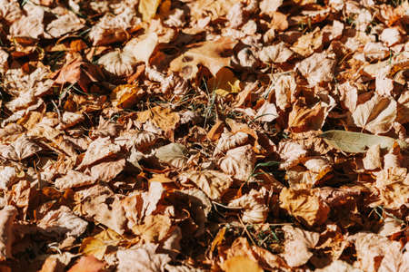 Pattern of dry yellow leaves lying on the groundの写真素材