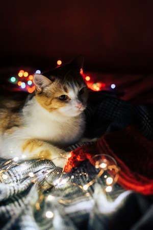 Cute red and white cat with Christmas lightsの写真素材
