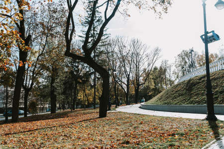 Autumn Park with yellow leaves on a Sunny day