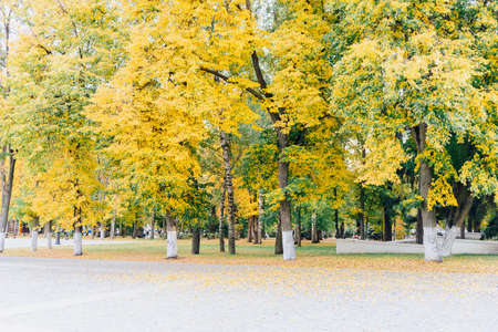 Alley in the autumn Park with a path made of paving stones