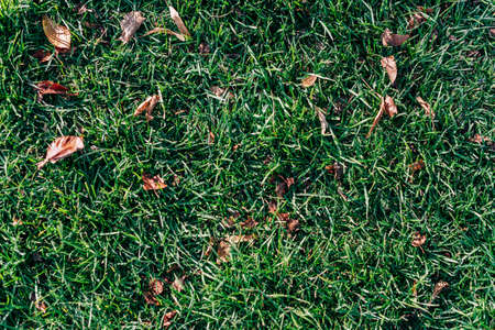 Green grass and dry leaves close upの写真素材