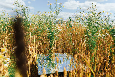Square mirror in wheat ears with reflected