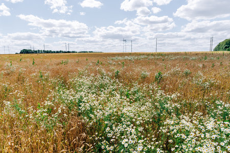 Large field with white daisies in summerの写真素材