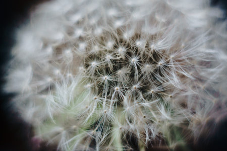 macro photo of white dandelion fluffs