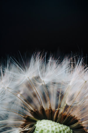 macro photo of white dandelion fluffs