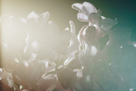 close-up of lilac flowers on a black backgroundの写真素材