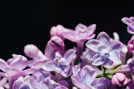 close-up of lilac flowers on a black background