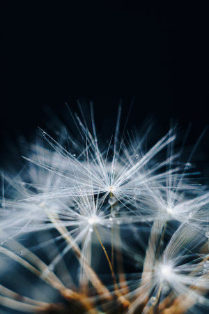 macro photo of white dandelion fluffs