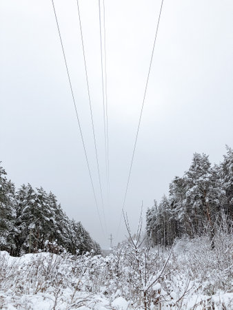 Landscape of a snow-covered pine forest in a snowfallの写真素材