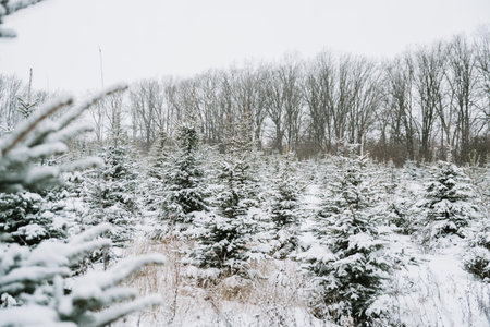 Spruce branch with a snow cap close-upの写真素材