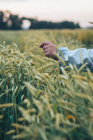 A woman in a denim jacket touches green ears of wheat with her hand 1