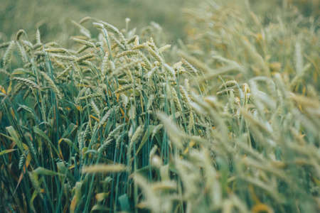 Green wheat in a field close-upの写真素材