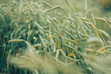 Green wheat in a field close-upの写真素材