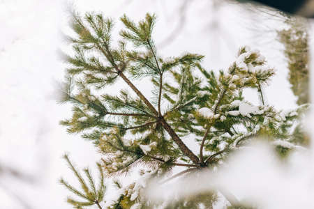A mirror in the snow with a reflection of a fir tree
