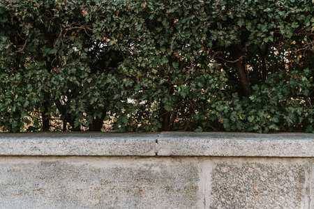 Background of green young fresh leavesの写真素材