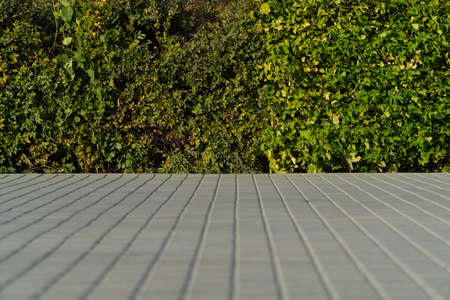 Background of green young fresh leavesの写真素材