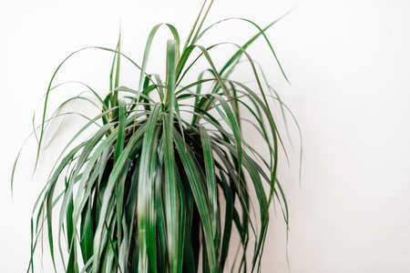 indoor plant close-up on a white background 1