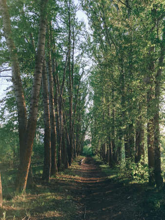 Beautiful spring landscape with treesの写真素材