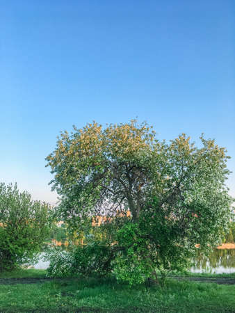 Beautiful spring landscape with treesの写真素材