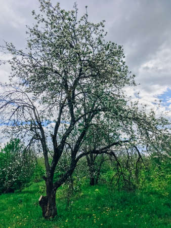 Beautiful spring landscape with treesの写真素材