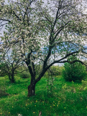 Beautiful spring landscape with treesの写真素材