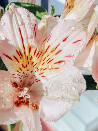 Beautiful spring flowers with green leaves close-upの写真素材