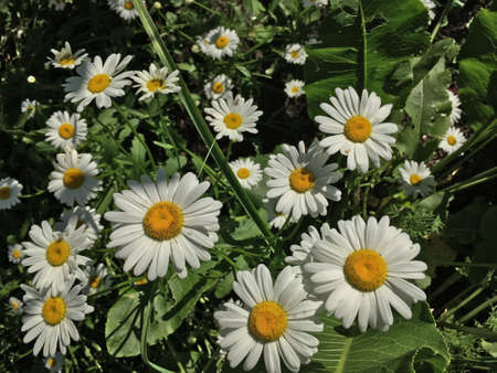 White spring daisies with green leaves close-upの写真素材