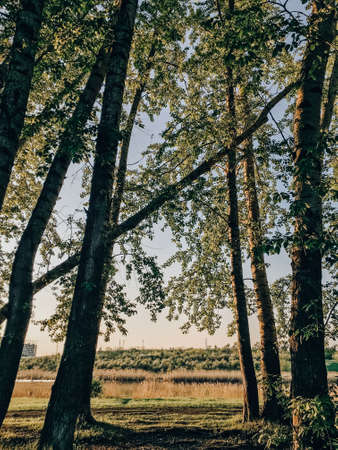Beautiful spring landscape with treesの写真素材