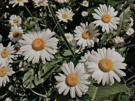 White spring daisies with green leaves close-upの写真素材
