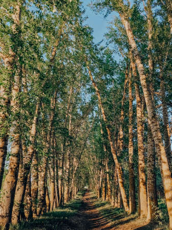 Beautiful spring landscape with treesの写真素材