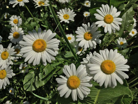 White spring daisies with green leaves close-upの写真素材